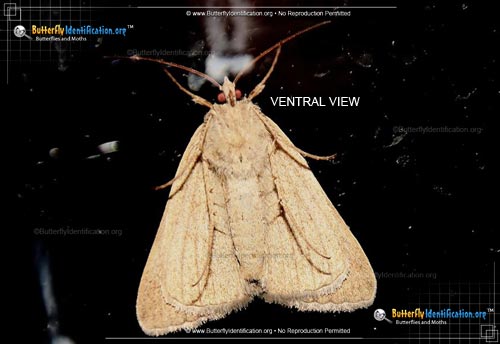 Thumbnail image #4 of the Forage Looper Moth