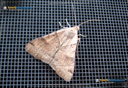 Thumbnail image #3 of the Forage Looper Moth