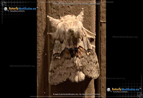 Thumbnail image #1 of the Four-spotted Gluphisia Moth