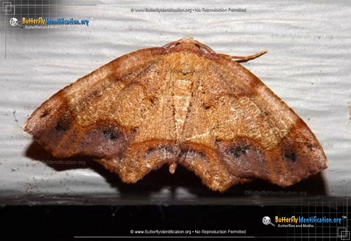 Thumbnail image #2 of the Friendly Probole Moth