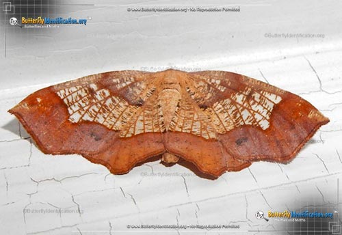 Thumbnail image #1 of the Friendly Probole Moth