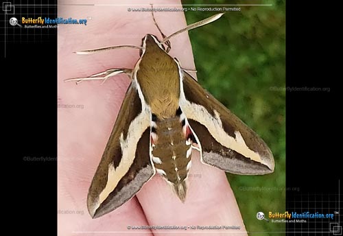Thumbnail image #2 of the Galium Sphinx Moth