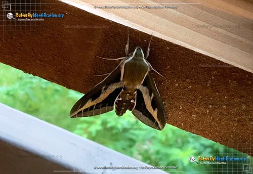 Thumbnail image #3 of the Galium Sphinx Moth