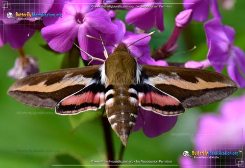 Thumbnail image #1 of the Galium Sphinx Moth
