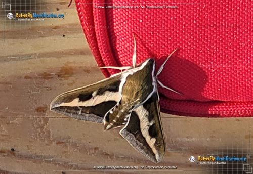 Thumbnail image #4 of the Galium Sphinx Moth