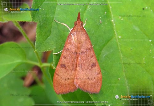 Thumbnail image #1 of the Genista Broom Moth
