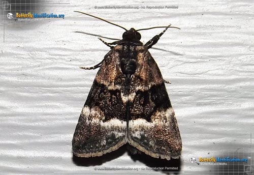 Thumbnail image #1 of the George's Midget Moth