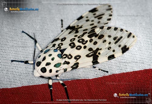 Thumbnail image #1 of the Giant Leopard Moth