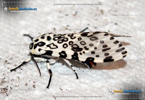 Thumbnail image #2 of the Giant Leopard Moth