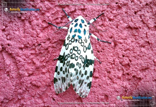 Thumbnail image #3 of the Giant Leopard Moth