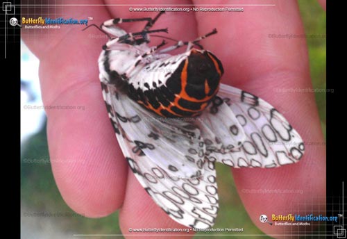 Thumbnail image #4 of the Giant Leopard Moth
