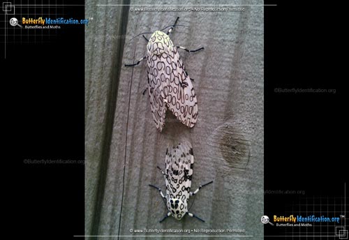Thumbnail image #5 of the Giant Leopard Moth