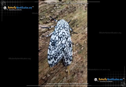 Thumbnail image #6 of the Giant Leopard Moth