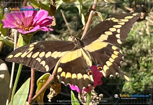Thumbnail image #3 of the Giant Swallowtail Butterfly