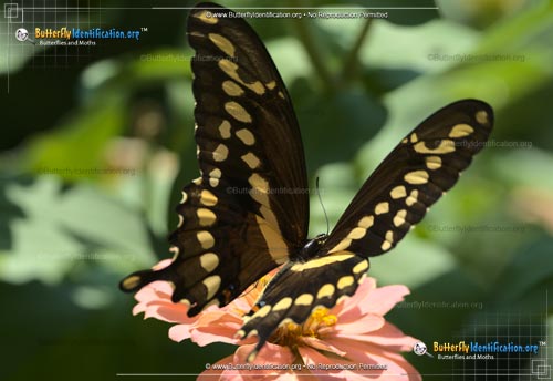Thumbnail image #5 of the Giant Swallowtail Butterfly