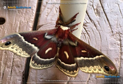 Thumbnail image #1 of the Glover's Silkmoth