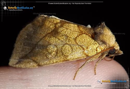 Thumbnail image #1 of the Gold Moth