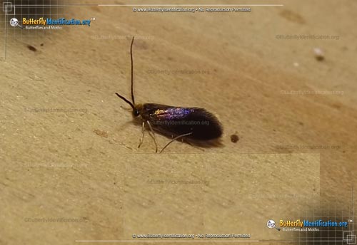 Thumbnail image #1 of the Goldcap Moss-eater Moth