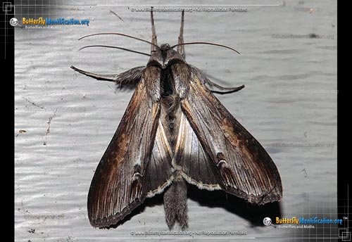Thumbnail image #1 of the Goldenrod Hooded Owlet Moth