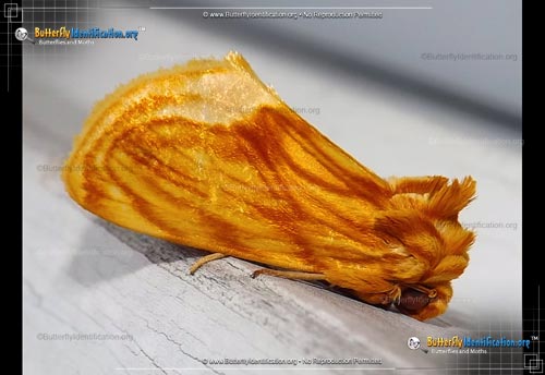 Thumbnail image #1 of the Goldenrod Stowaway Moth