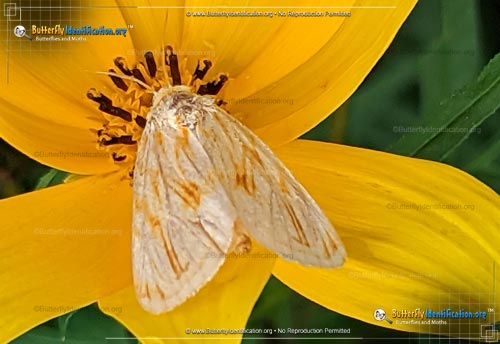 Thumbnail image #2 of the Goldenrod Stowaway Moth