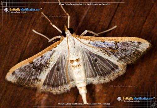 Thumbnail image #1 of the Gracile Palpita Moth