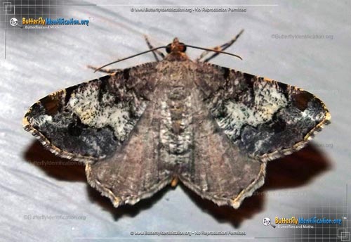 Thumbnail image #1 of the Granite Moth