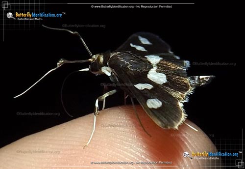 Thumbnail image #2 of the Grape Leaffolder Moth