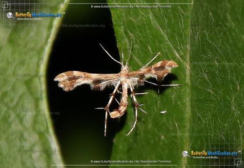Thumbnail image #2 of the Grape Plume Moth
