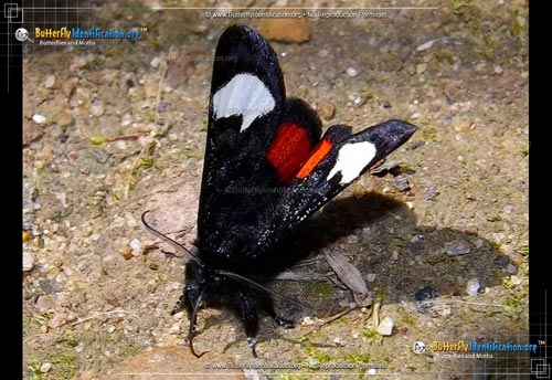 Thumbnail image #2 of the Grapevine Epimenis Moth