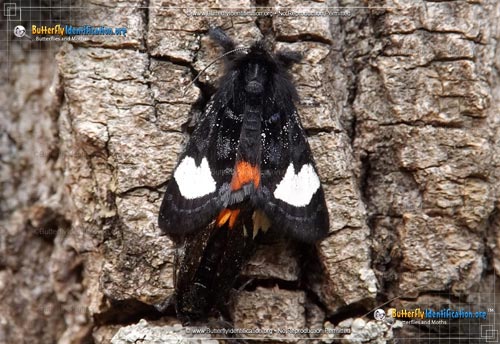 Thumbnail image #3 of the Grapevine Epimenis Moth