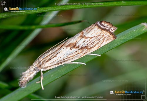 Thumbnail image #1 of the Grass-Veneer Moth - <em>Agriphila</em>