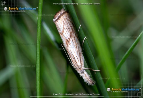 Thumbnail image #2 of the Grass-Veneer Moth - <em>Agriphila</em>