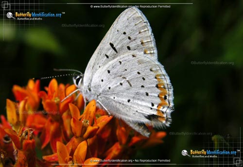 Thumbnail image #2 of the Gray Copper Butterfly