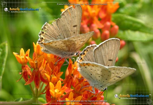 Thumbnail image #4 of the Gray Copper Butterfly