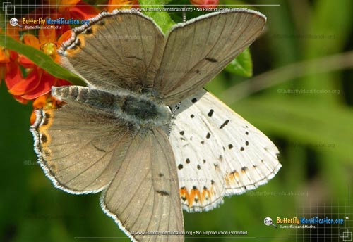Thumbnail image #1 of the Gray Copper Butterfly