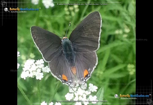Thumbnail image #2 of the Gray Hairstreak Butterfly