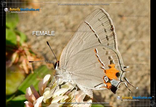 Thumbnail image #1 of the Gray Hairstreak Butterfly