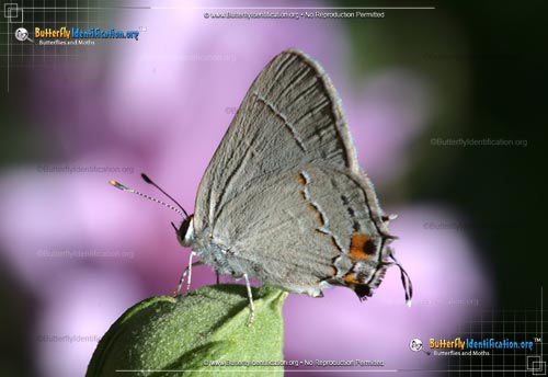 Thumbnail image #4 of the Gray Hairstreak Butterfly