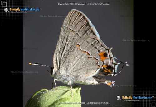 Thumbnail image #5 of the Gray Hairstreak Butterfly