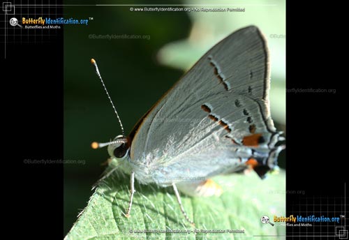 Thumbnail image #1 of the Gray Ministreak Butterfly