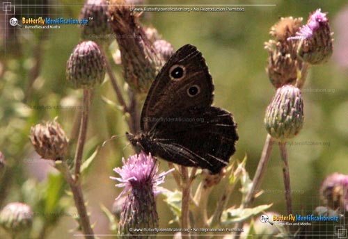 Thumbnail image #1 of the Great Basin Wood-Nymph Butterfly