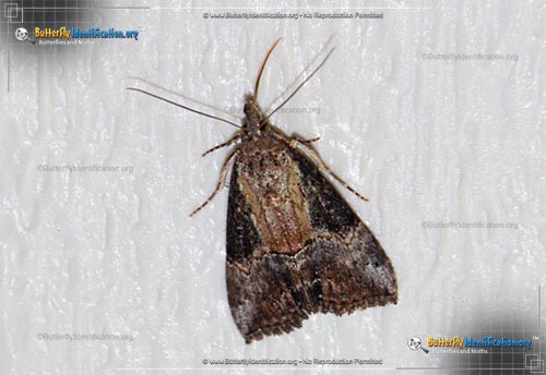 Thumbnail image #2 of the Green Cloverworm Moth