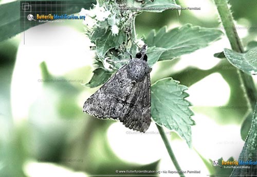 Thumbnail image #1 of the Green Cloverworm Moth