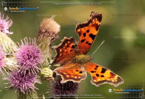 Thumbnail image #1 of the Green Comma Butterfly