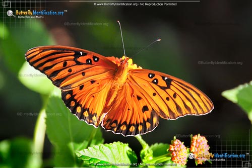 Thumbnail image #1 of the Gulf Fritillary Butterfly