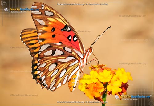 Thumbnail image #3 of the Gulf Fritillary Butterfly