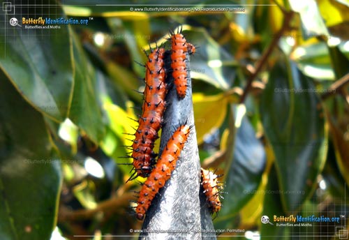 Thumbnail caterpillar image of the Gulf Fritillary Butterfly