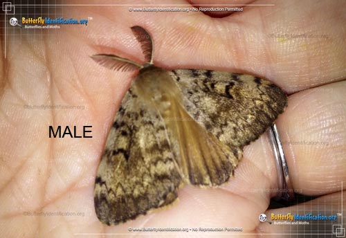 Thumbnail image #2 of the Gypsy Moth