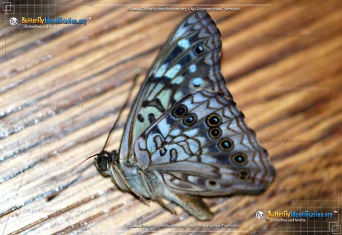 Thumbnail image #2 of the Hackberry Emperor Butterfly